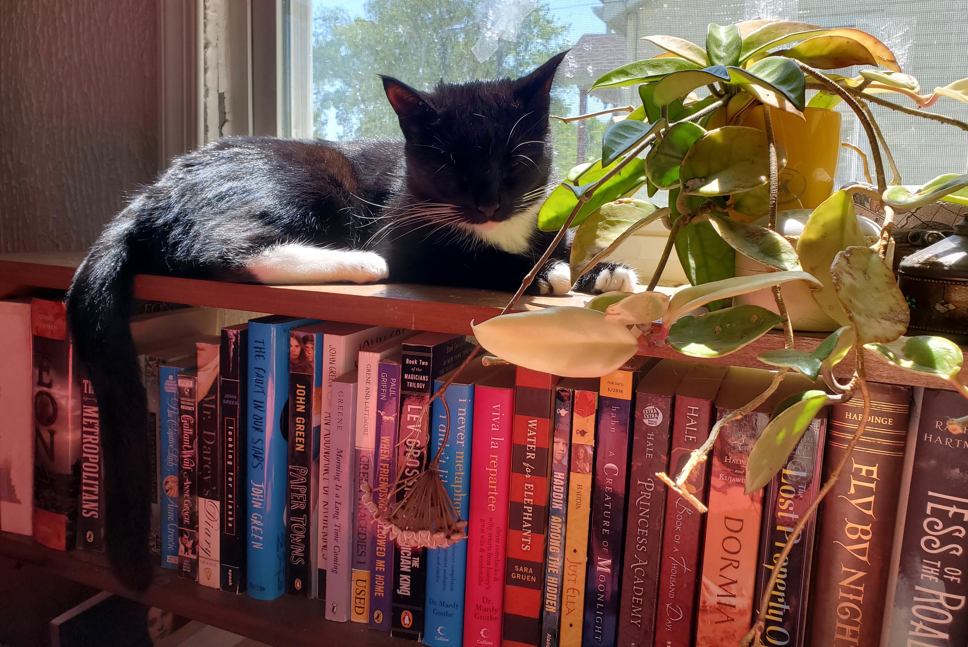 Tuxedo cat on a bookshelf
